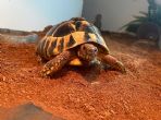 Hermanns : Male approx 5 years old (Shellby)